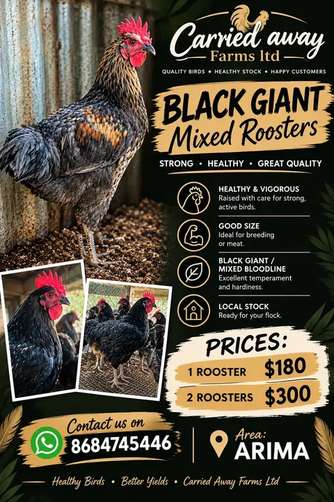 Roosters For Sale!