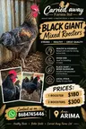Roosters For Sale!